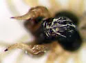 Khalotyna calcarata - photo 2