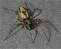 Khalotyna calcarata - photo 3