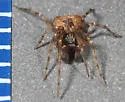 Khalotyna calcarata - photo 5