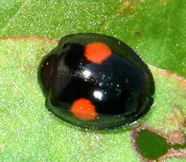 Kidney-spot Ladybird