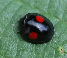 Kidney-spot Ladybird - photo 2