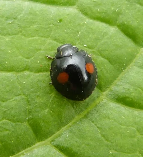 Kidney-spot Ladybird - photo 3