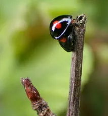 Kidney-spot Ladybird - photo 4