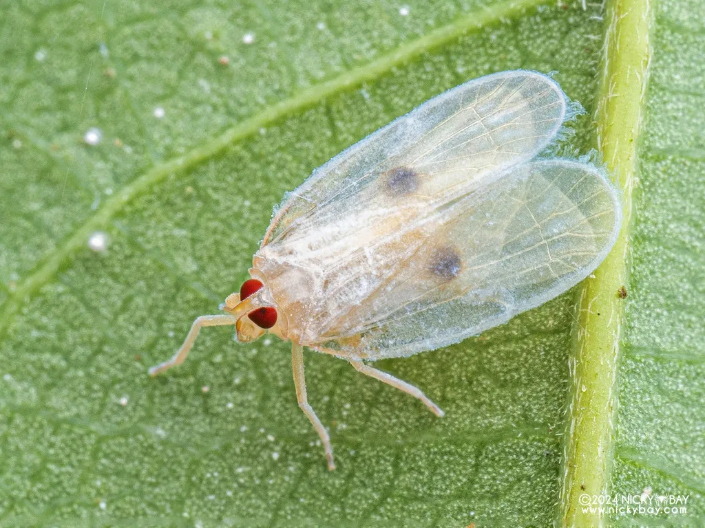 Kinnarid Planthoppers - photo 2