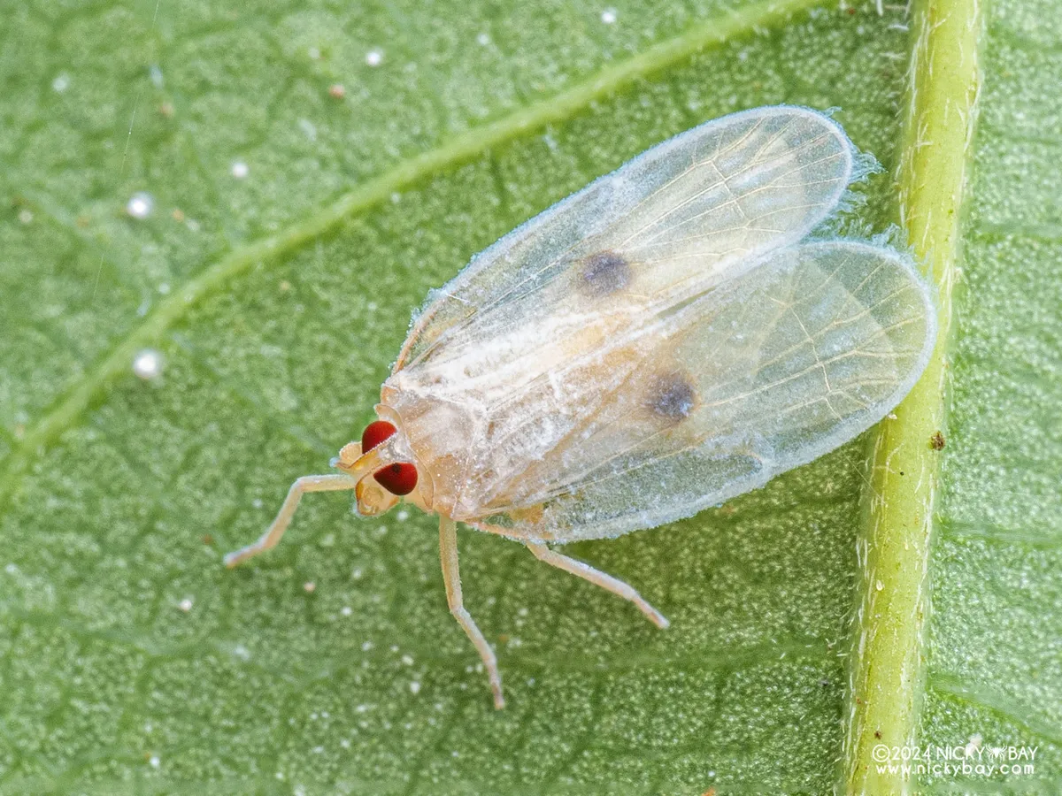 Kinnarid Planthoppers - photo 3