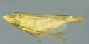 Kinonia elongata
