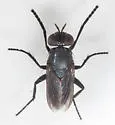 Kirbya setosa - photo 3