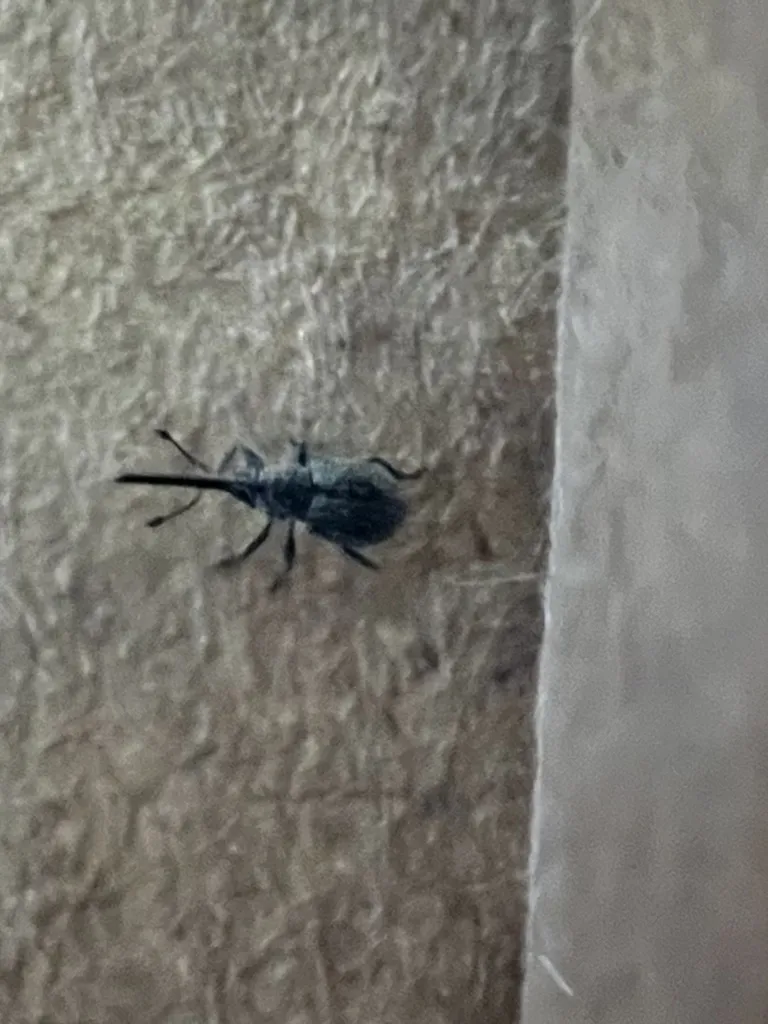 Kissingeria amaura
