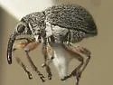 Kissingeria disparatum
