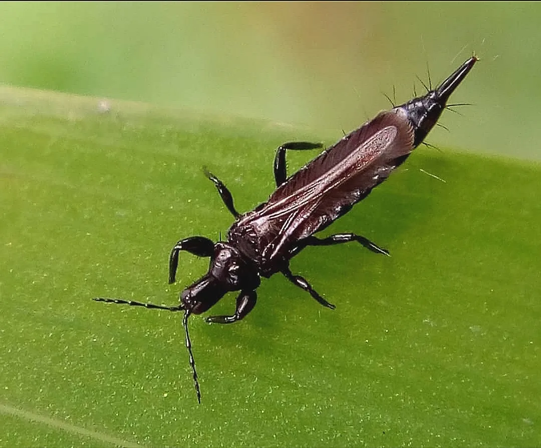Myoporum Thrips