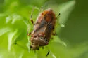 Kleidocerys franciscanus - Kleidocerys franciscanus