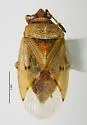 Kleidocerys franciscanus - photo 2