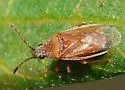 Kleidocerys modestus