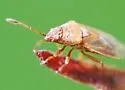 Kleidocerys modestus - photo 2