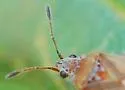 Kleidocerys modestus - photo 3