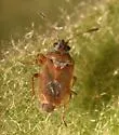 Kleidocerys modestus - photo 4