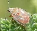 Kleidocerys modestus - photo 5