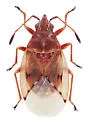Kleidocerys ovalis - photo 2
