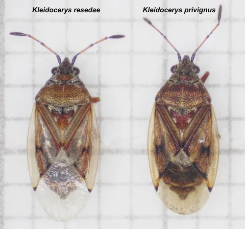Kleidocerys privignus - photo 2