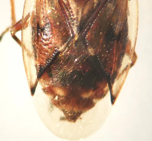 Kleidocerys privignus - photo 3