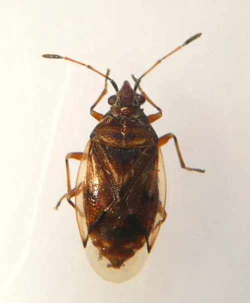 Kleidocerys privignus - photo 4
