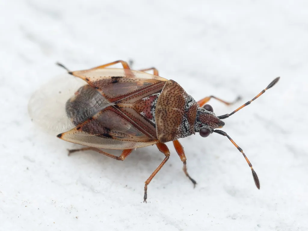 Birch Catkin Bug - photo 2
