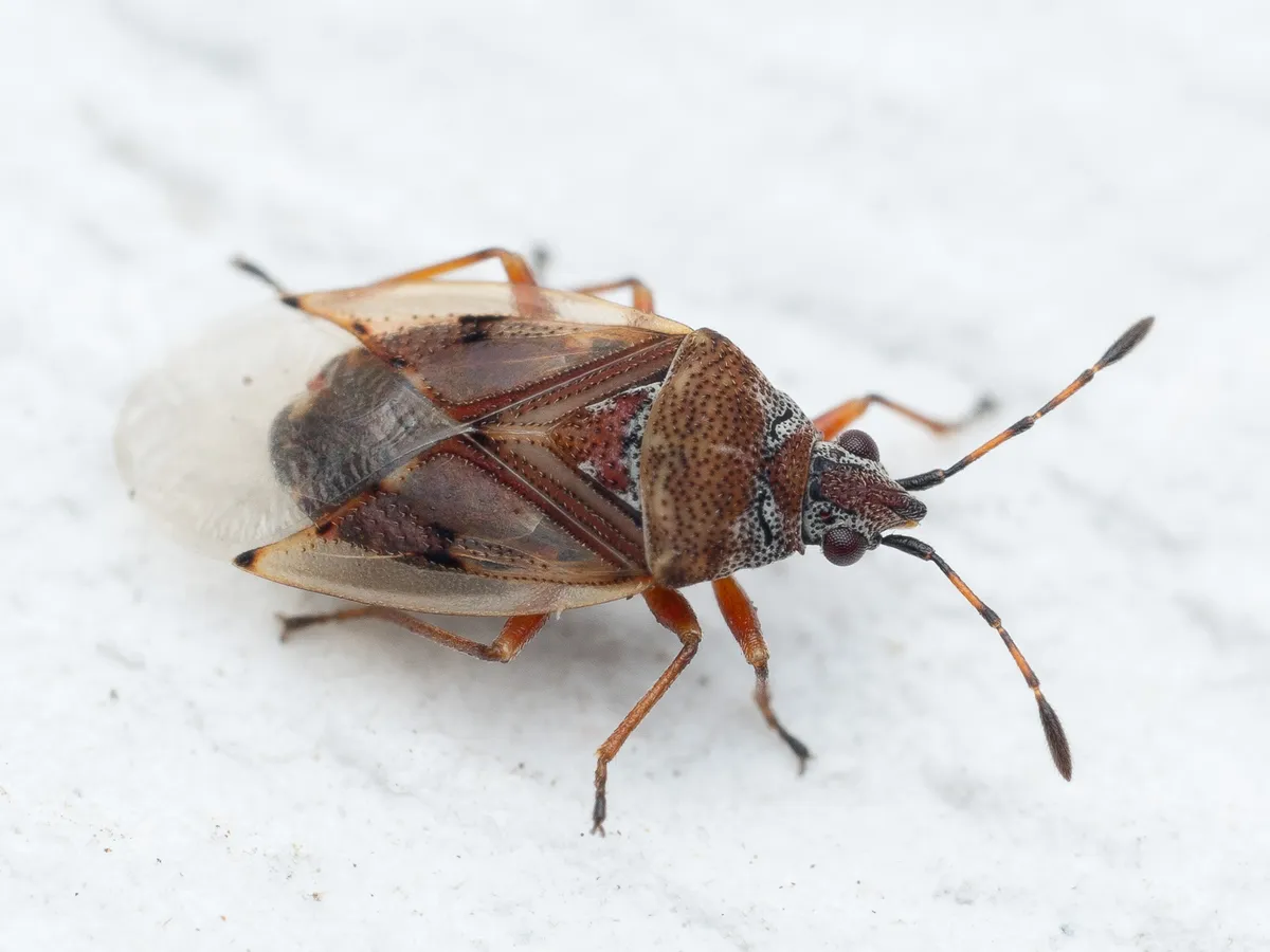 Birch Catkin Bug - photo 3