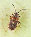 Kleidocerys virescens