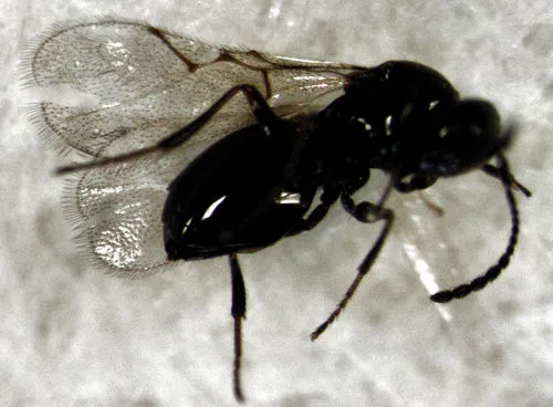 Kleidotoma subantarcticana