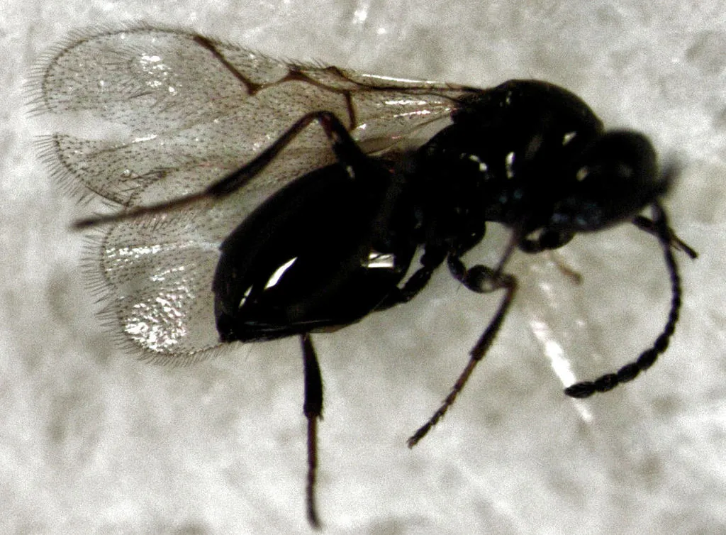 Kleidotoma subantarcticana - photo 2
