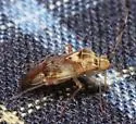 Knightomiris distinctus - photo 2