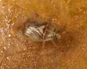 Knightomiris distinctus - photo 3