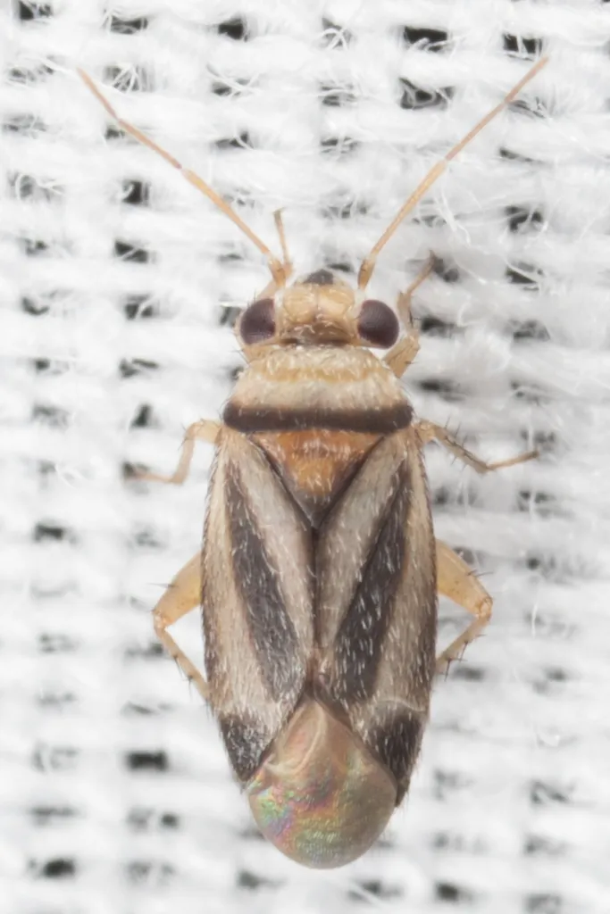 Knightomiroides nigrovirgatus - photo 2
