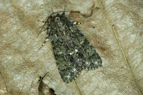 Knot Grass - Acronicta rumicis