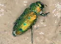 Knowltonia atrifasciata