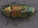 Knowltonia atrifasciata - photo 4