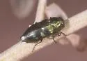 Knowltonia calida - photo 2