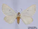 Knudsonia lathraeata - Hodges#7647.5 - photo 2