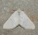 Knudsonia lathraeata - Hodges#7647.5 - photo 3