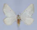 Knudsonia lathraeata - Hodges#7647.5 - photo 4
