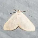 Knudsonia lathraeata - Hodges#7647.5 - photo 5