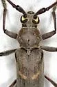 Banded Hickory Borer - Knulliana cincta