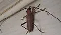 Banded Hickory Borer - photo 2