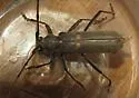 Banded Hickory Borer - photo 3