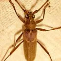 Banded Hickory Borer - photo 4