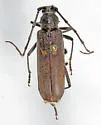 Banded Hickory Borer - photo 5