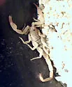 Kochius hirsuticauda