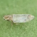 Koebelia irrorata - Koebelia irrorata