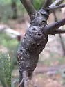 Kokkocynips coxii