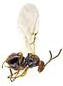Kokkocynips coxii - photo 2